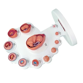 4D Анатомическая модель развития человеческого эмбриона, орган роста плода, обучающие игрушки Alpinia в сборе