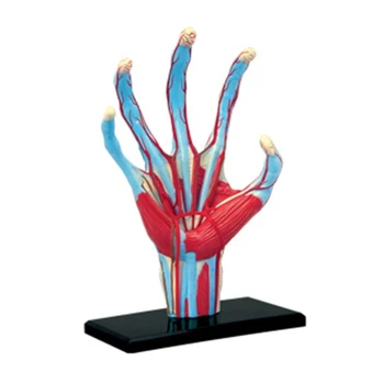 Анатомическая модель руки с мышцами, связками, нервами и артериями, съемные детали Показывают внутренние детали руки и ее структуру U4LD